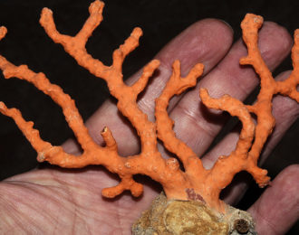 Corallium rubrum coraillerie
