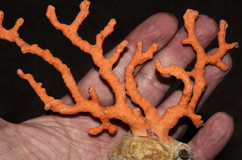 Corallium rubrum coraillerie