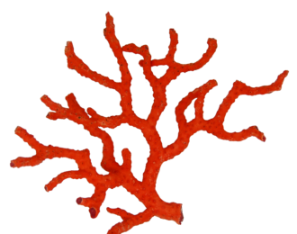 branche brute corail rouge méditerranée corsica