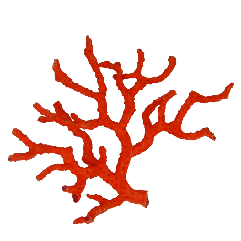 Reconnaître le corail rouge de Méditerranée - La Taillerie du Corail
