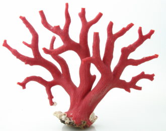 branche brute corail rouge de corse