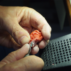 taille tête de méduse corail rouge de méditerranée