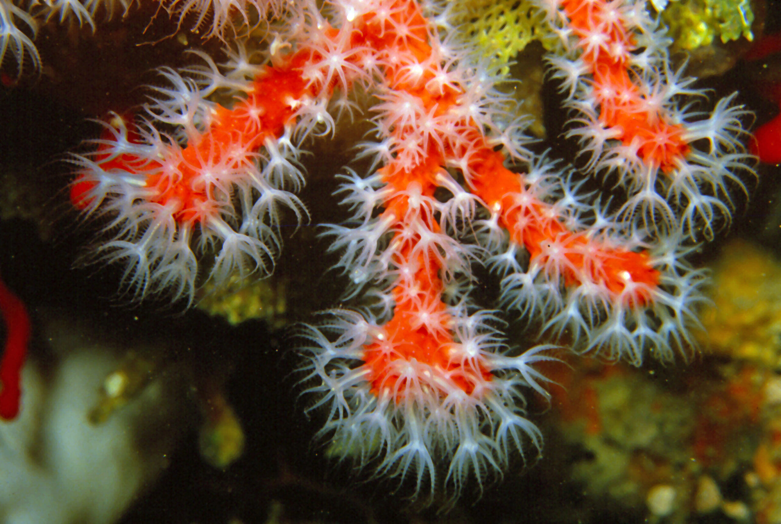 Corallium rubrum coraillerie